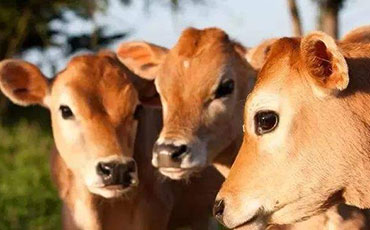 新東機(jī)械：為肯尼亞乳業(yè)賦能"牛奶制冷罐方案"