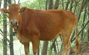 新東移動(dòng)收奶站，讓科技推動(dòng)牧民脫貧致富