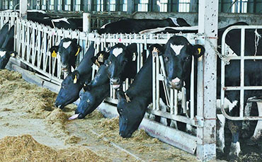犢牛采食精料和粗飼料的重要性