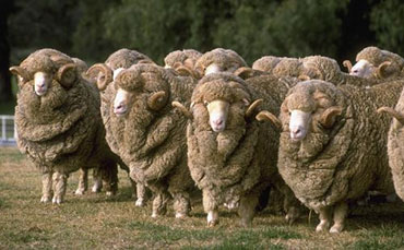 小牛犢，多長(zhǎng)時(shí)間能長(zhǎng)到1000斤？