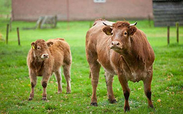 犢牛很嬌貴，飼喂?fàn)倥＿@5大誤區(qū)要留神！